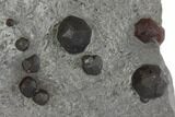 Plate of Ten Red Embers Garnets in Graphite - Massachusetts #148172-1